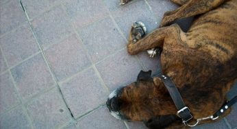 Cani randagi: dietro l'adozione all'estero spesso c'è la malavita? [VIDEO]