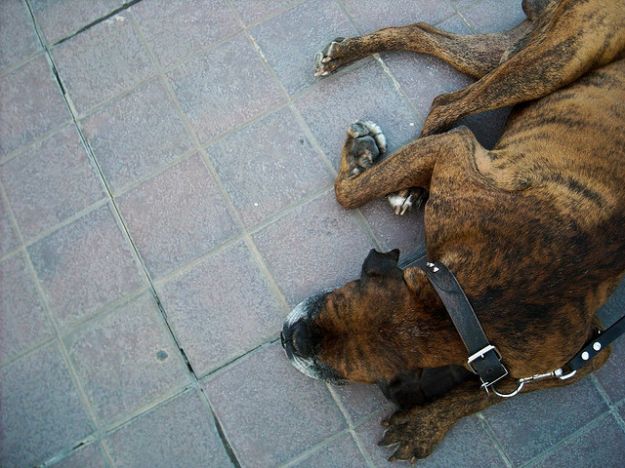 cani-randagi-adozione cani randagi adozione