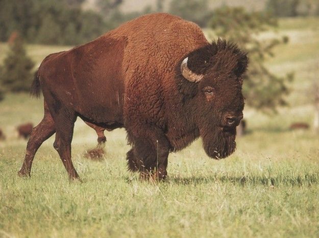 Bisonte americano Bisonte americano
