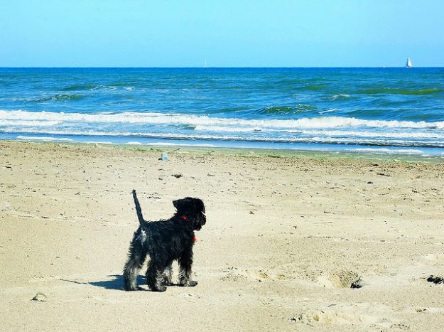 spiagge-per-cani-in-liguria spiagge per cani in liguria