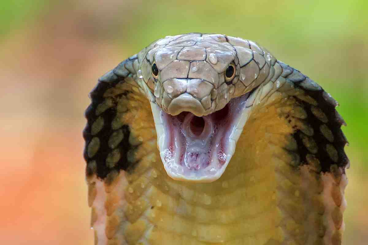 Il temibile cobra