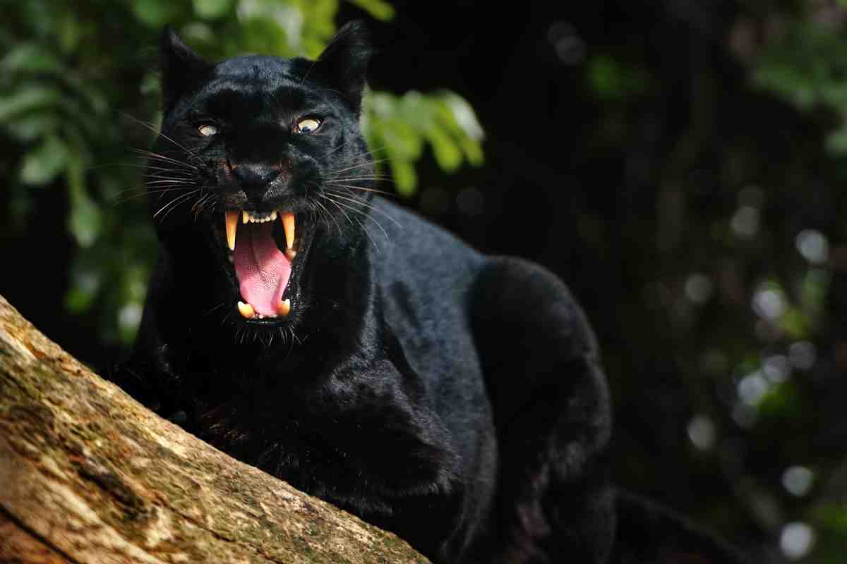 La pantera nera: un animale non meglio identificato