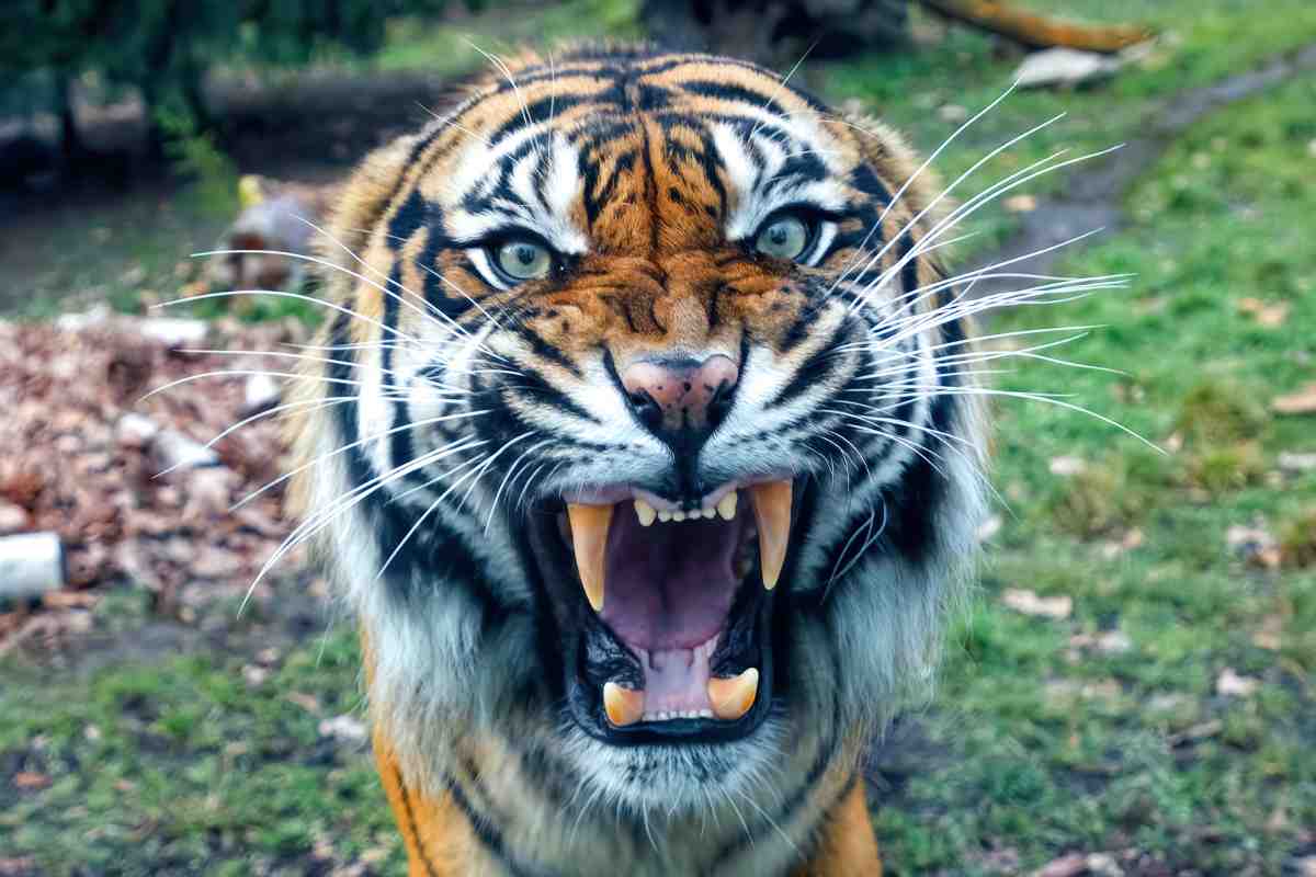 La tigre, predatore alfa