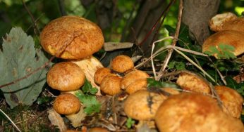 Sagre in Liguria: tutti gli eventi veg di settembre