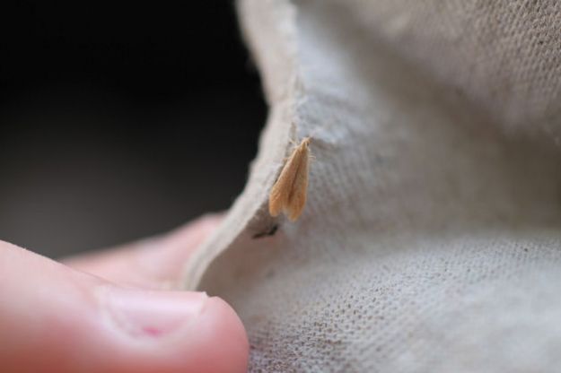 Common Clothes Moth Tarme