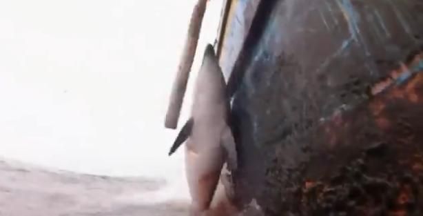 delfini delfini