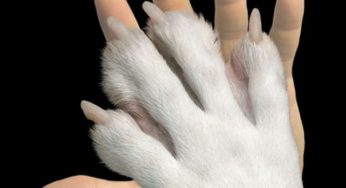 Giornata degli animali: il 5 e 6 ottobre in 200 piazze italiane