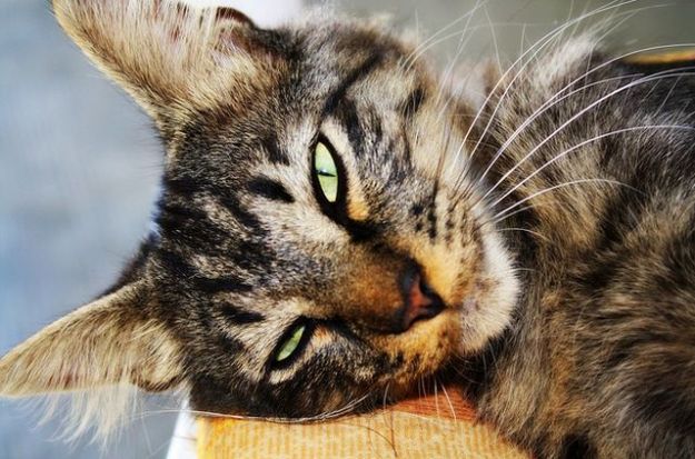 mangiare-i-gatti mangiare i gatti