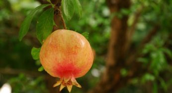 Le proprietà benefiche del melograno