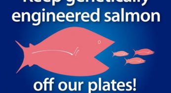 Salmone Ogm: le paure per i rischi legati al consumo