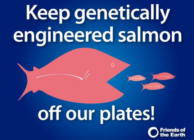 salmone-ogm salmone ogm