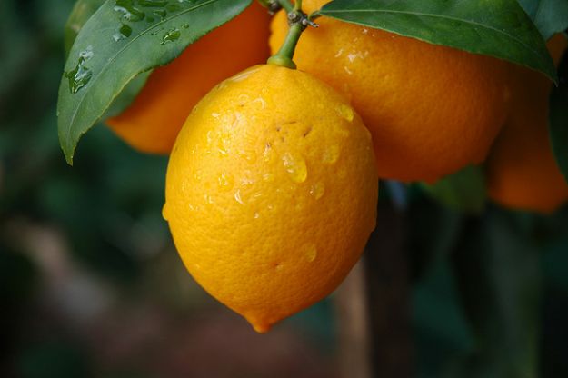 Limoni e utilizzi Limoni e utilizzi