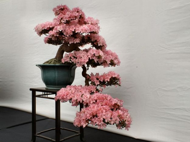 Bonsai Bonsai