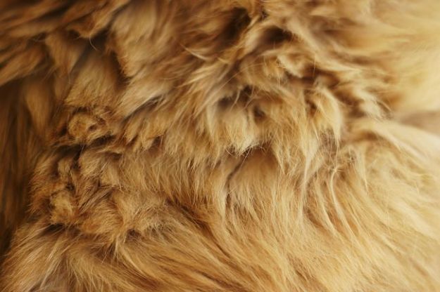 campagna-fur-free campagna fur free