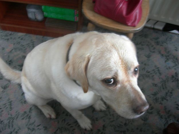 cane triste cane triste