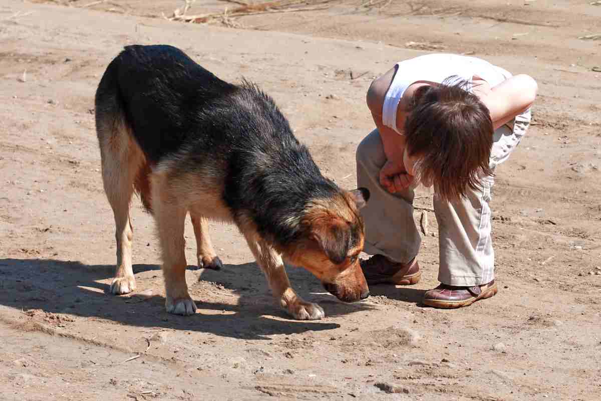 10 curiosità sui cani