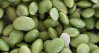 Edamame: cosa sono, dove comprarli e quante calorie hanno?