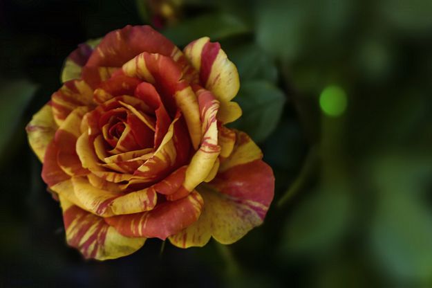 rosa rosa