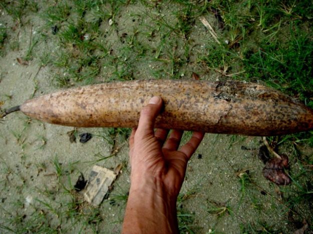 Luffa cilindrica Luffa cilindrica