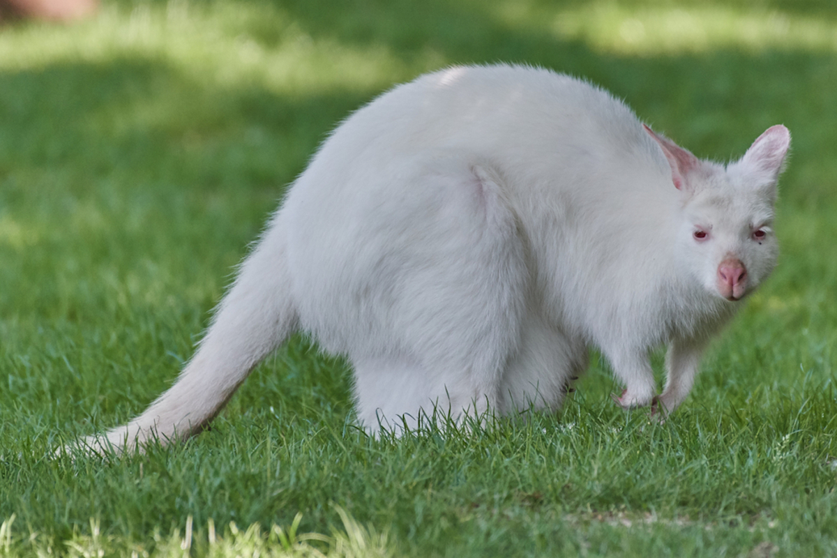 Canguro albino