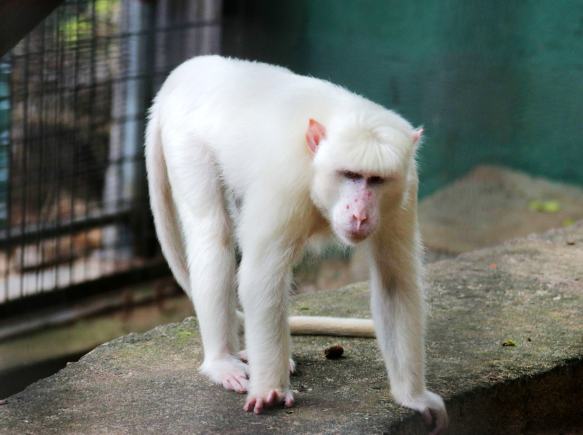 Macaco albino (scimmia bianca)