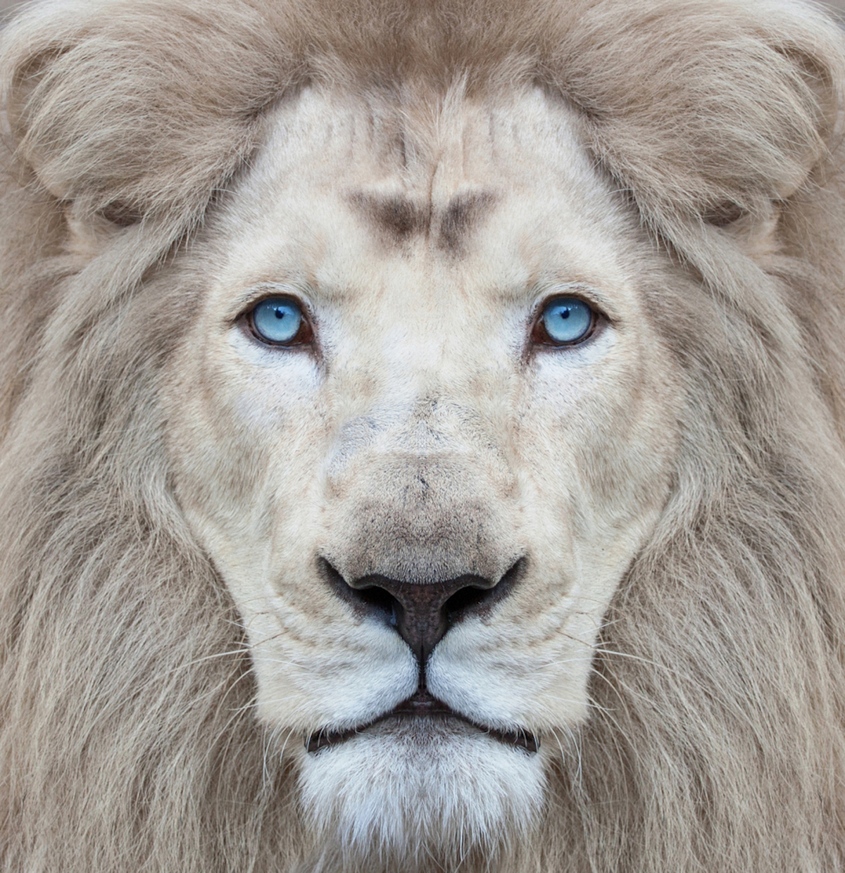 Leone albino