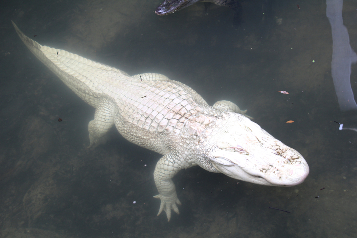 Coccodrillo albino
