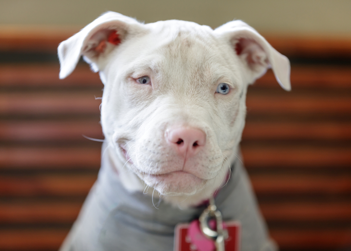 Cane albino (pit bull bianco)