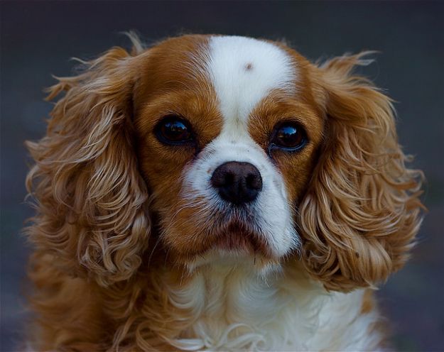cani-all-asta cani all asta