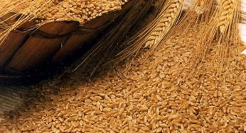 Germe di grano: proprietà e controindicazioni