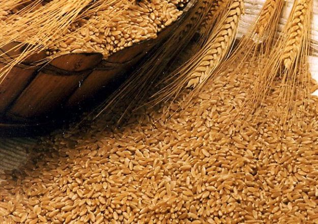 germe-di-grano germe di grano