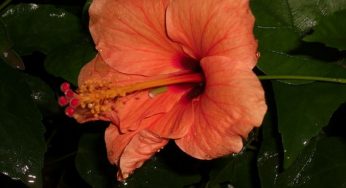 Che fiore regalare ad un uomo? Una guida per la scelta