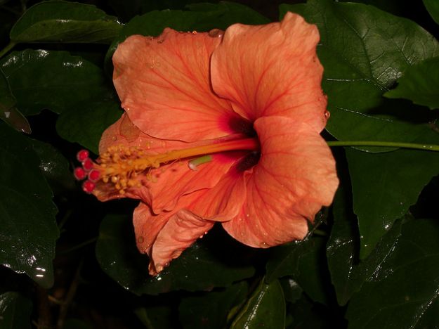 ibisco arancione