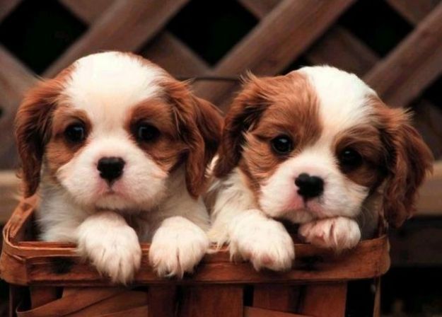 test-che-cane-sei test che cane sei