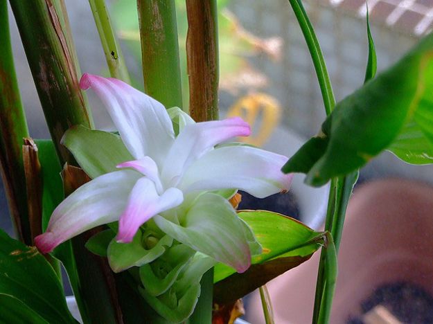 Curcuma longa Curcuma longa