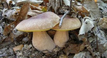 Funghi commestibili o no: i rischi e le regole da seguire