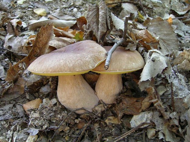 Funghi Porcini Funghi Porcini