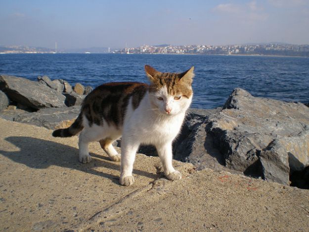 Pallosu Pallosu