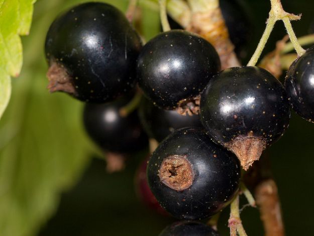Ribes Nigrum Ribes Nigrum