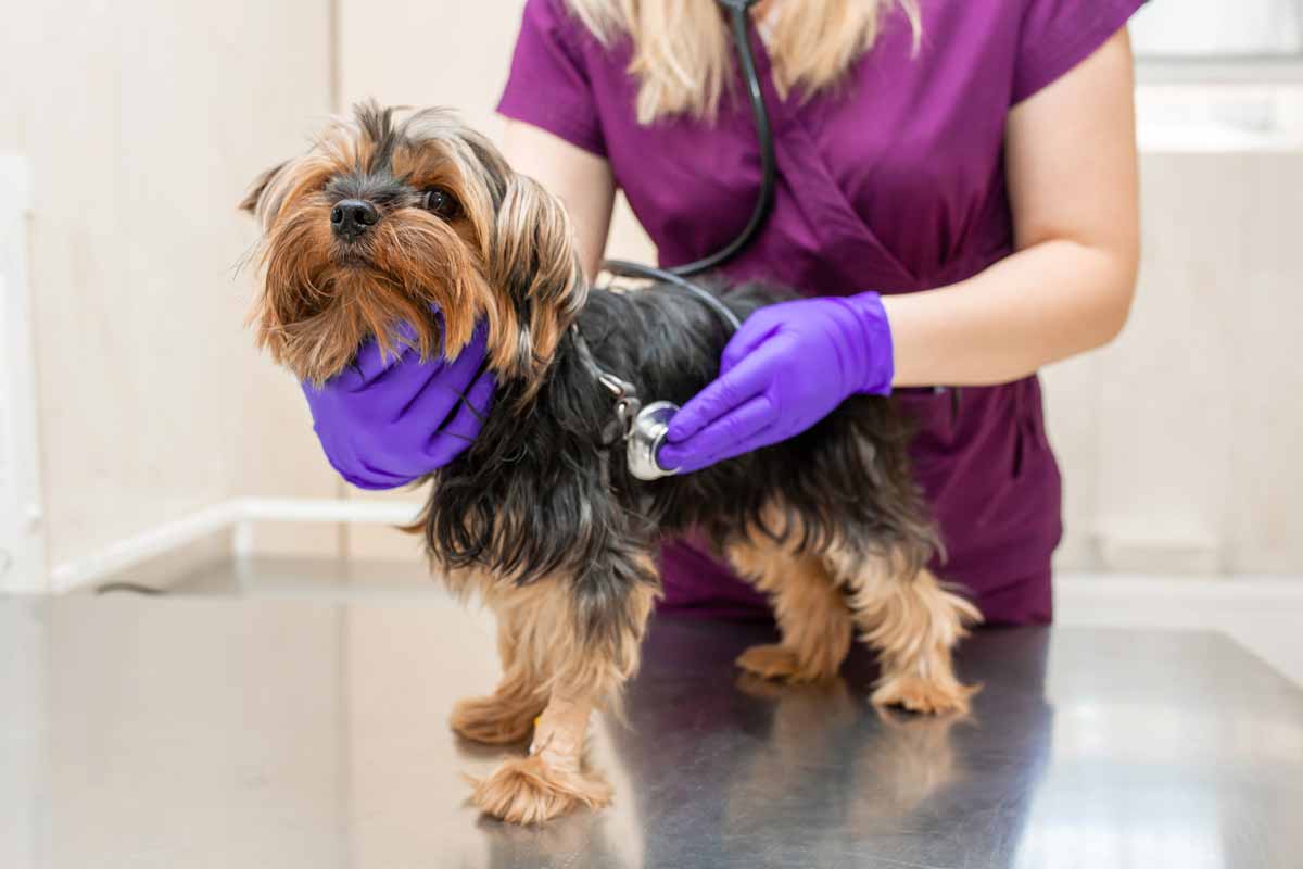 Cane dal veterinario