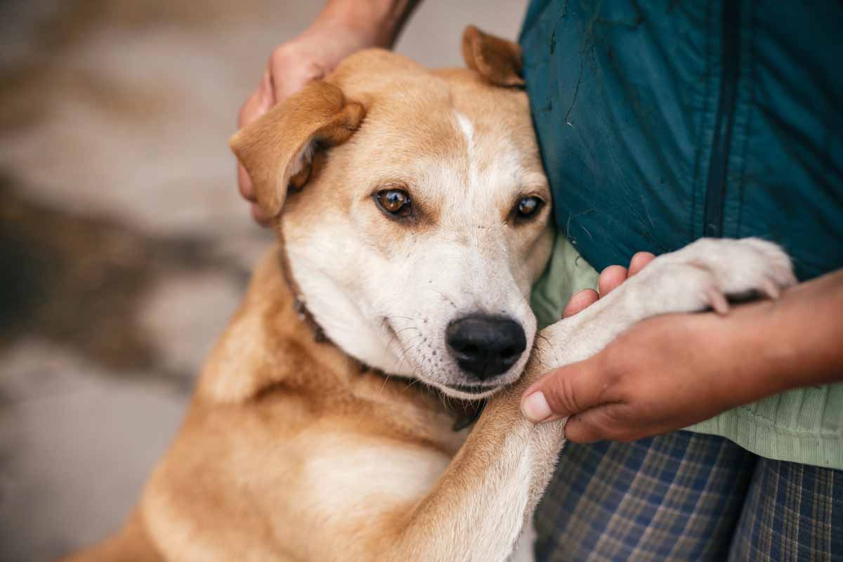 Cane adottato 