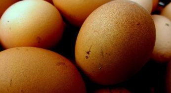 Diossina nelle uova: scoppia ancora il caso delle polemiche