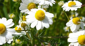 Camomilla: proprietà, benefici e controindicazioni
