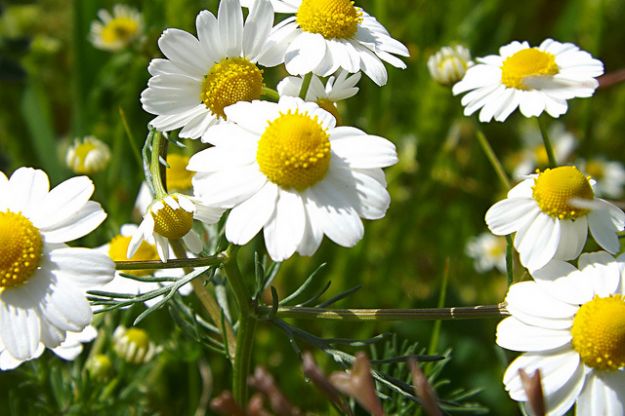 camomilla proprieta benefici controindicazioni