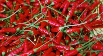 Come coltivare il peperoncino in vaso