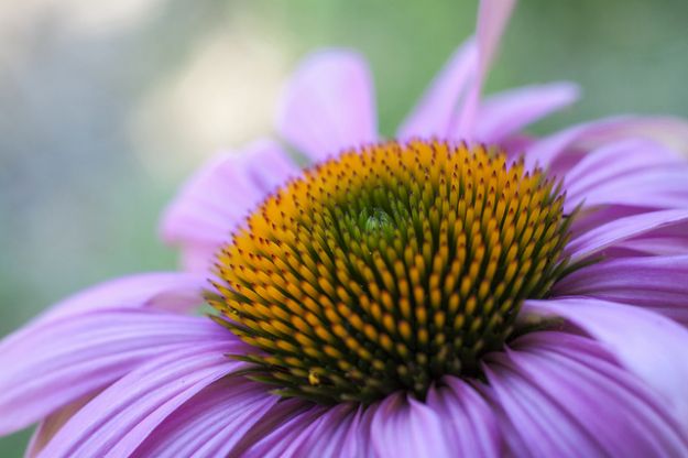 echinacea proprieta controindicazioni