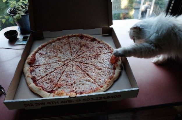 gattino che prende la pizza