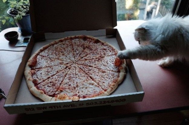 gattino-che-prende-la-pizza gattino che prende la pizza