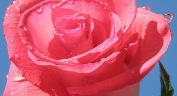 Come fare in casa l'acqua di rose