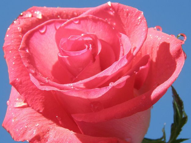 acqua di rose acqua di rose
